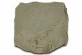 Fossil Ant and Leaf Plate - Green River Formation #356677-1